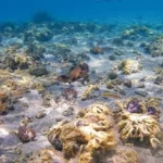 CORAL.jpg