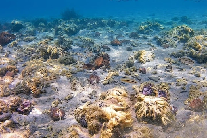 CORAL.jpg