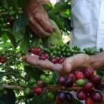 Haiman-el-troudi-cafe-venezolano-aroma-y-tradicion-con-calidad-de-exportacion-04-1170×878