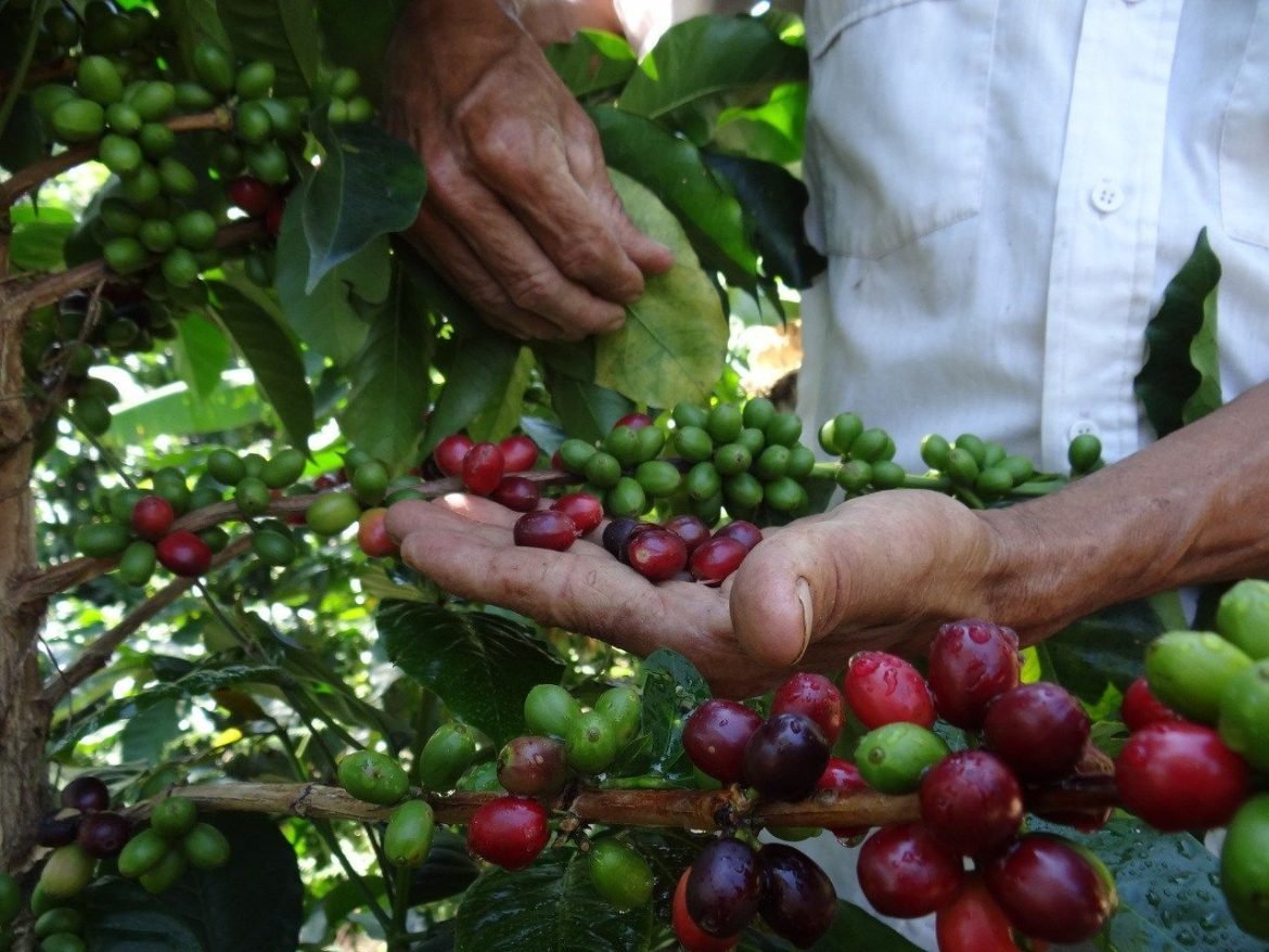 Haiman-el-troudi-cafe-venezolano-aroma-y-tradicion-con-calidad-de-exportacion-04-1170×878